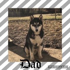Father of the Siberian Husky puppies born on 01/27/2019