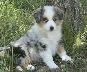 Miniature Australian Shepherd Puppy for Sale in VERNONIA, Oregon USA