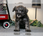 Puppy Riley Schnauzer (Miniature)