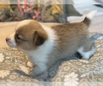 Small #20 Pembroke Welsh Corgi