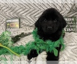 Small Photo #12 Newfoundland Puppy For Sale in TREMONTON, UT, USA