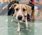Small #8 American Pit Bull Terrier Mix