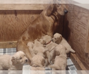 Mother of the Golden Retriever puppies born on 05/17/2024