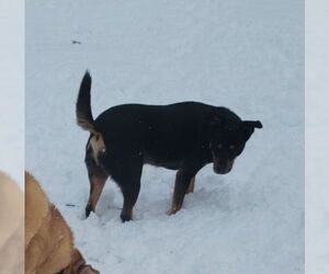 Medium Labrador Retriever Mix