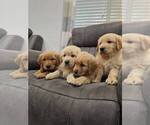 Image preview for Ad Listing. Nickname: Goldens