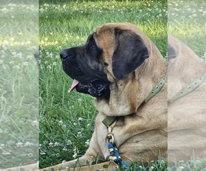 Mother of the Mastiff puppies born on 03/08/2026