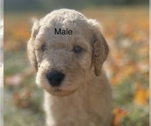 Poodle (Standard) Puppy for sale in HOWE, IN, USA