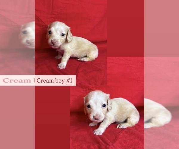 Medium Photo #3 Dachshund Puppy For Sale in MARYSVILLE, WA, USA