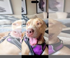 American Staffordshire Terrier-Labrador Retriever Mix Dogs for adoption in Dallas, TX, USA