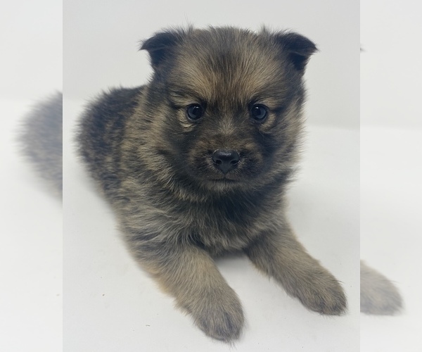 Medium Photo #8 Finnish Spitz-Pomeranian Mix Puppy For Sale in MONCLOVA, OH, USA