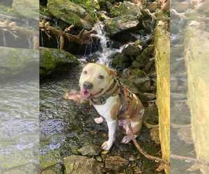 Father of the American Bully-American Pit Bull Terrier Mix puppies born on 04/17/2025