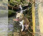 Small Photo #1 American Bully-American Pit Bull Terrier Mix Puppy For Sale in LEHIGH ACRES, FL, USA
