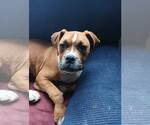Small #3 Boxer