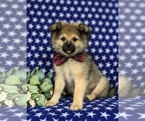 Pomeranian Puppy for sale in CHRISTIANA, PA, USA