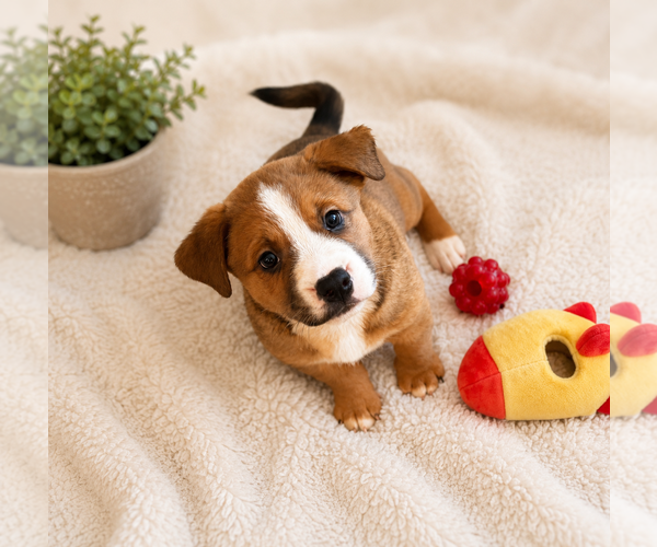 Medium Photo #3 American Bandogge mastiff Puppy For Sale in Phoenix, AZ, USA