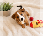 Small #2 American Bandogge mastiff