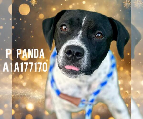 Medium Photo #1 English Coonhound-Unknown Mix Puppy For Sale in Tulsa, OK, USA