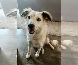 Border Collie Dogs for adoption in Sandy, UT, USA