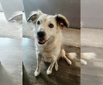 Small Border Collie