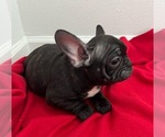 Puppy 3 French Bulldog