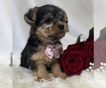 Small #7 Morkie