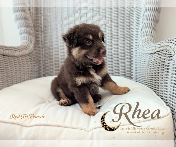 Medium Photo #5 Miniature Australian Shepherd Puppy For Sale in WINTER GARDEN, FL, USA