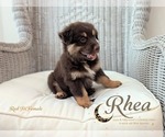 Puppy Rhea Miniature Australian Shepherd