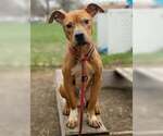 Small #11 American Pit Bull Terrier Mix