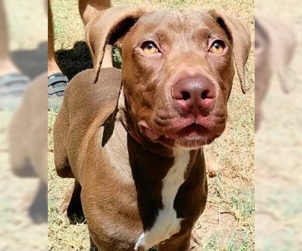 Medium Photo #1 Chocolate Labrador retriever-Unknown Mix Puppy For Sale in Frankston, TX, USA