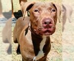 Small Chocolate Labrador retriever Mix