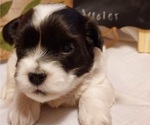 Small Photo #4 Havanese Puppy For Sale in DREXEL, MO, USA