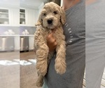 Puppy Reef Goldendoodle