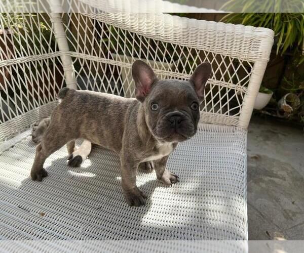 Medium Photo #21 French Bulldog Puppy For Sale in BALDWIN PARK, CA, USA