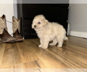 Maltipoo Puppy for sale in DEL VALLE, TX, USA