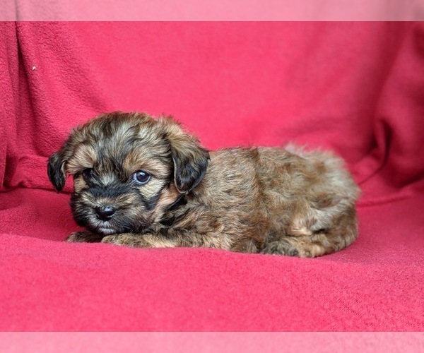 Medium Photo #2 Poodle (Miniature)-Shorkie Tzu Mix Puppy For Sale in CHRISTIANA, PA, USA