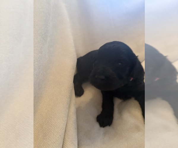 Medium Photo #2 Schnoodle (Giant) Puppy For Sale in MINNEAPOLIS, MN, USA