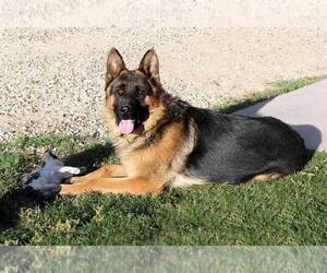 Father of the German Shepherd Dog puppies born on 05/30/2020