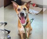 Small Carolina Dog Mix