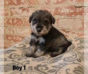 Schnauzer (Miniature) Puppy for sale in LAKEVILLE, OH, USA
