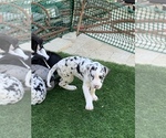 Small Photo #73 Great Dane Puppy For Sale in MARICOPA, AZ, USA
