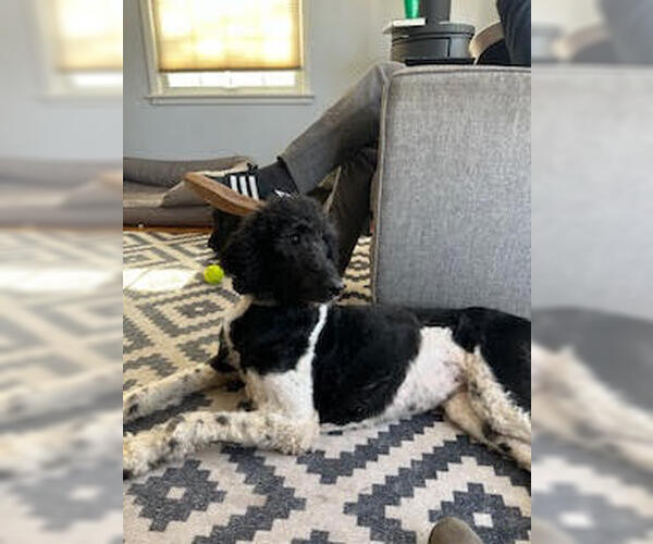 Medium Photo #2 Poodle (Standard)-Unknown Mix Puppy For Sale in Farmington, MN, USA