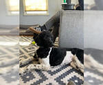 Small #1 Poodle (Standard) Mix