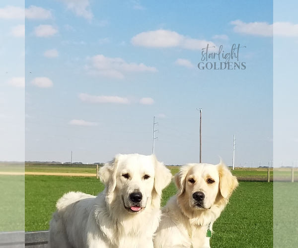 Medium Photo #12 English Cream Golden Retriever Puppy For Sale in EL CAMPO, TX, USA