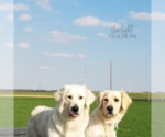 Small Photo #12 English Cream Golden Retriever Puppy For Sale in EL CAMPO, TX, USA