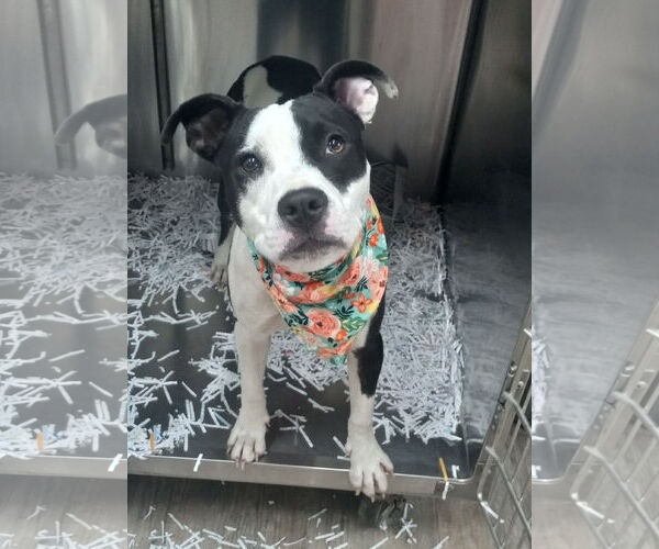 Medium Photo #2 American Pit Bull Terrier-Unknown Mix Puppy For Sale in Murfreesboro, NC, USA