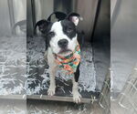Small #1 American Pit Bull Terrier Mix