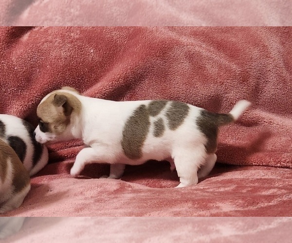 Medium Photo #27 Chihuahua Puppy For Sale in MOUNT AIRY, NC, USA