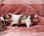 Small Photo #27 Chihuahua Puppy For Sale in MOUNT AIRY, NC, USA