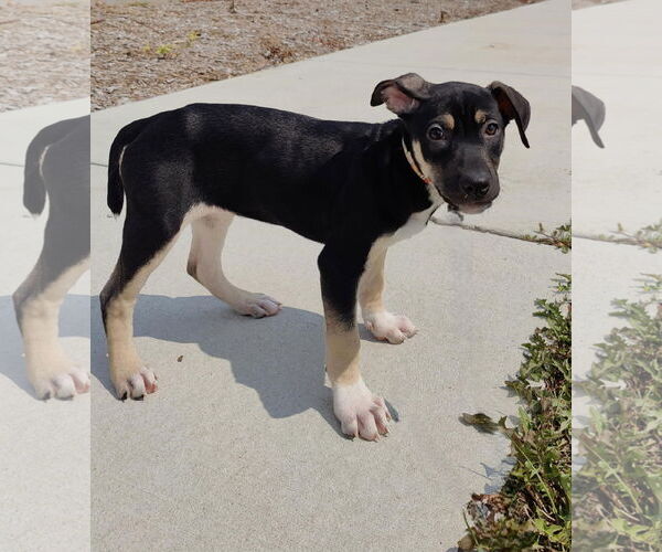 Medium Photo #6 American Pit Bull Terrier-Labrador Retriever Mix Puppy For Sale in St. Louis Park, MN, USA