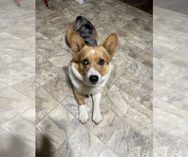 Medium Photo #1 Pembroke Welsh Corgi Puppy For Sale in POST, TX, USA